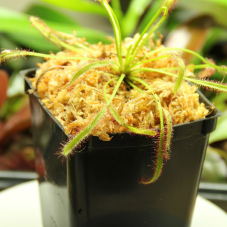 Sundew (Cape Sundew, Jumbo Size)