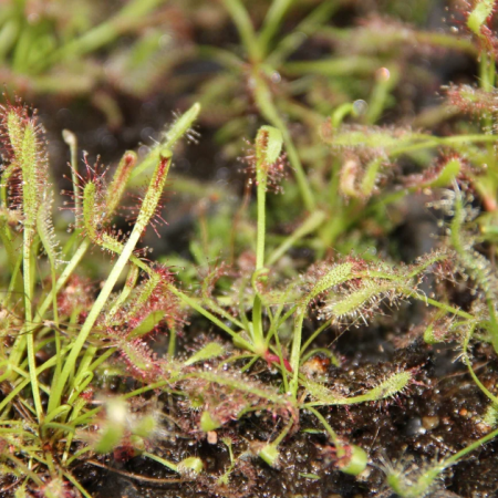 Cape Sundew Learning Bundle (20 carnivorous plants plus classroom supplies)