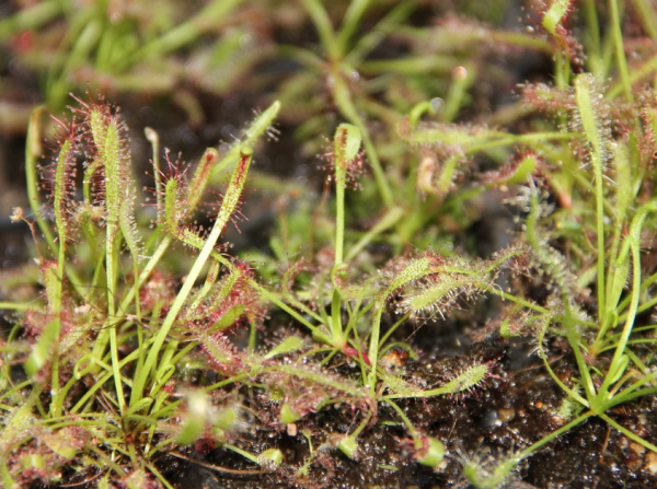 Cape Sundew Learning Bundle (20 carnivorous plants plus classroom supplies)