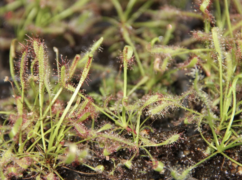 Cape Sundew Learning Bundle (20 carnivorous plants plus classroom supplies)