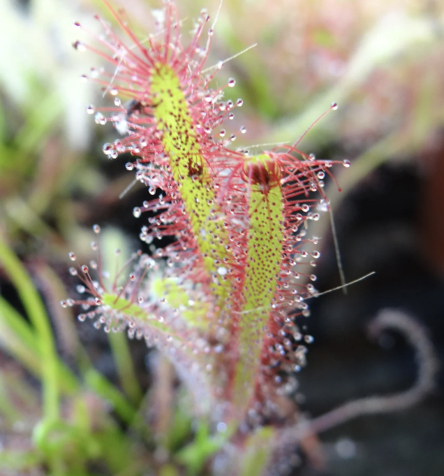 Cape Sundew Learning Bundle (20 carnivorous plants plus classroom supplies) - Image 4