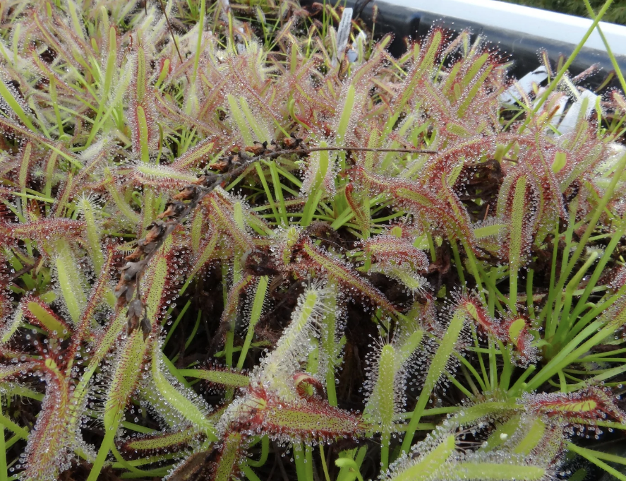 Cape Sundew Learning Bundle (20 carnivorous plants plus classroom supplies) - Image 3