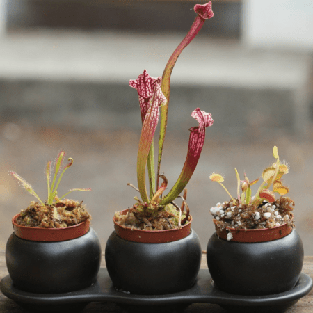 Carnivorous Plant Starter Pack
