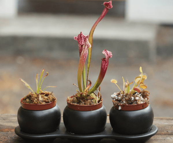 Carnivorous Plant Starter Pack