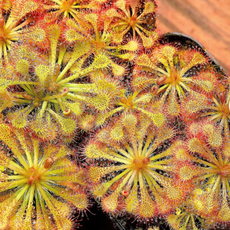 Spoon-leafed Sundew Spatulata Learning Bundle (20 carnivorous plants plus classroom supplies)