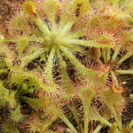 Spoon-leafed Sundew Spatulata