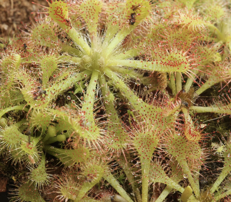 Spoon-leafed Sundew Spatulata Learning Bundle (20 carnivorous plants plus classroom supplies) - Image 2
