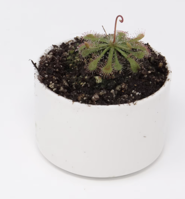 Spoon-leafed Sundew Spatulata Learning Bundle (20 carnivorous plants plus classroom supplies) - Image 3