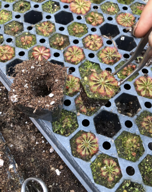 Spoon-leafed Sundew Spatulata Learning Bundle (20 carnivorous plants plus classroom supplies) - Image 4