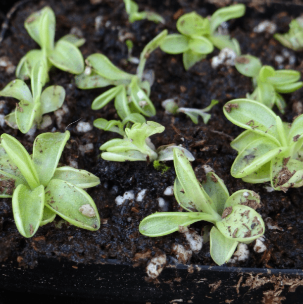 Pinguicula Learning Bundle (20 premium carnivorous plants plus learning supplies)