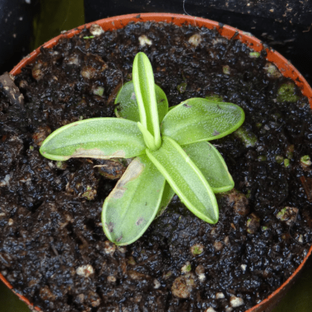 Pinguicula Primuliflora