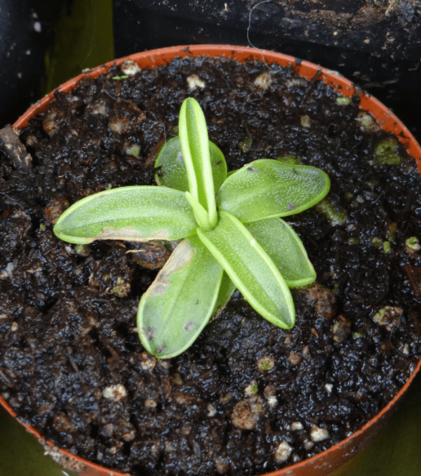 Pinguicula Primuliflora
